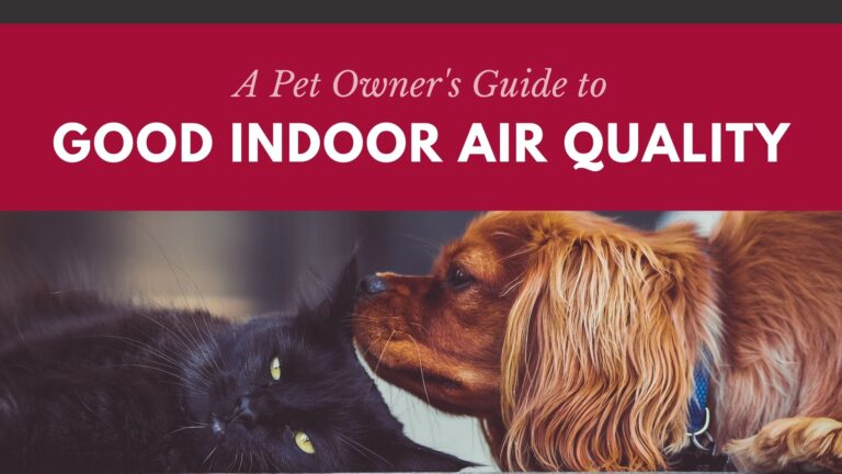pet owner's guide to good indoor air quality