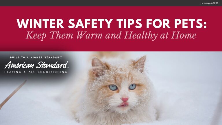 Winter Safety Tips for Pets: Keep Them Warm and Healthy at Home