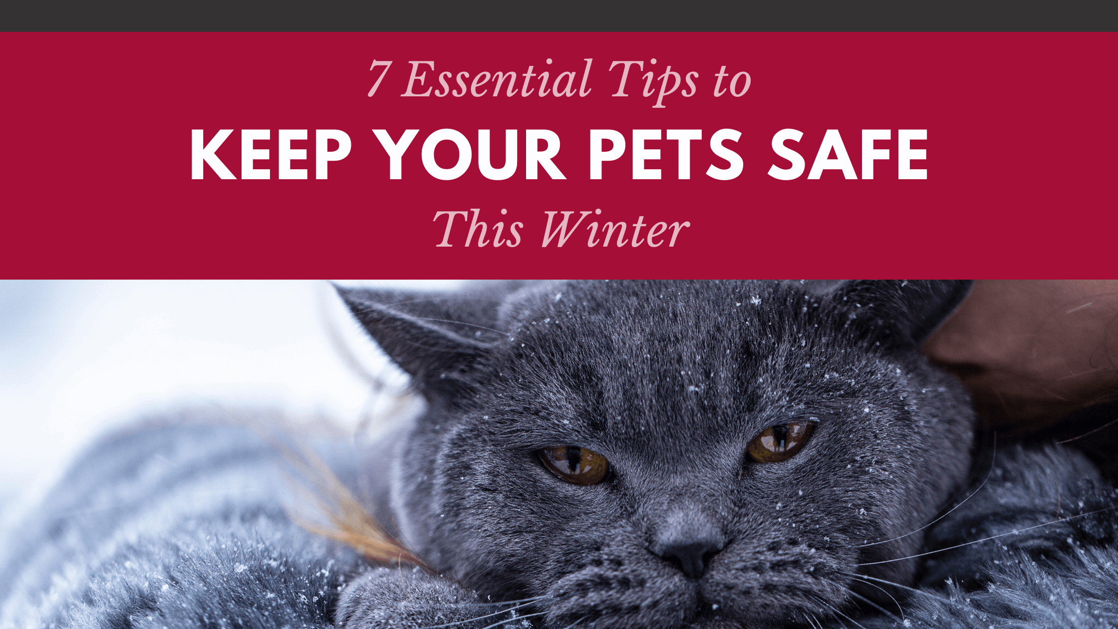 7 Essential Tips to Keep Your Pets Safe This Winter