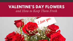 valentines-day-flowers-care