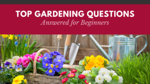 Top 10 Most Common Gardening Questions Answered for Beginners