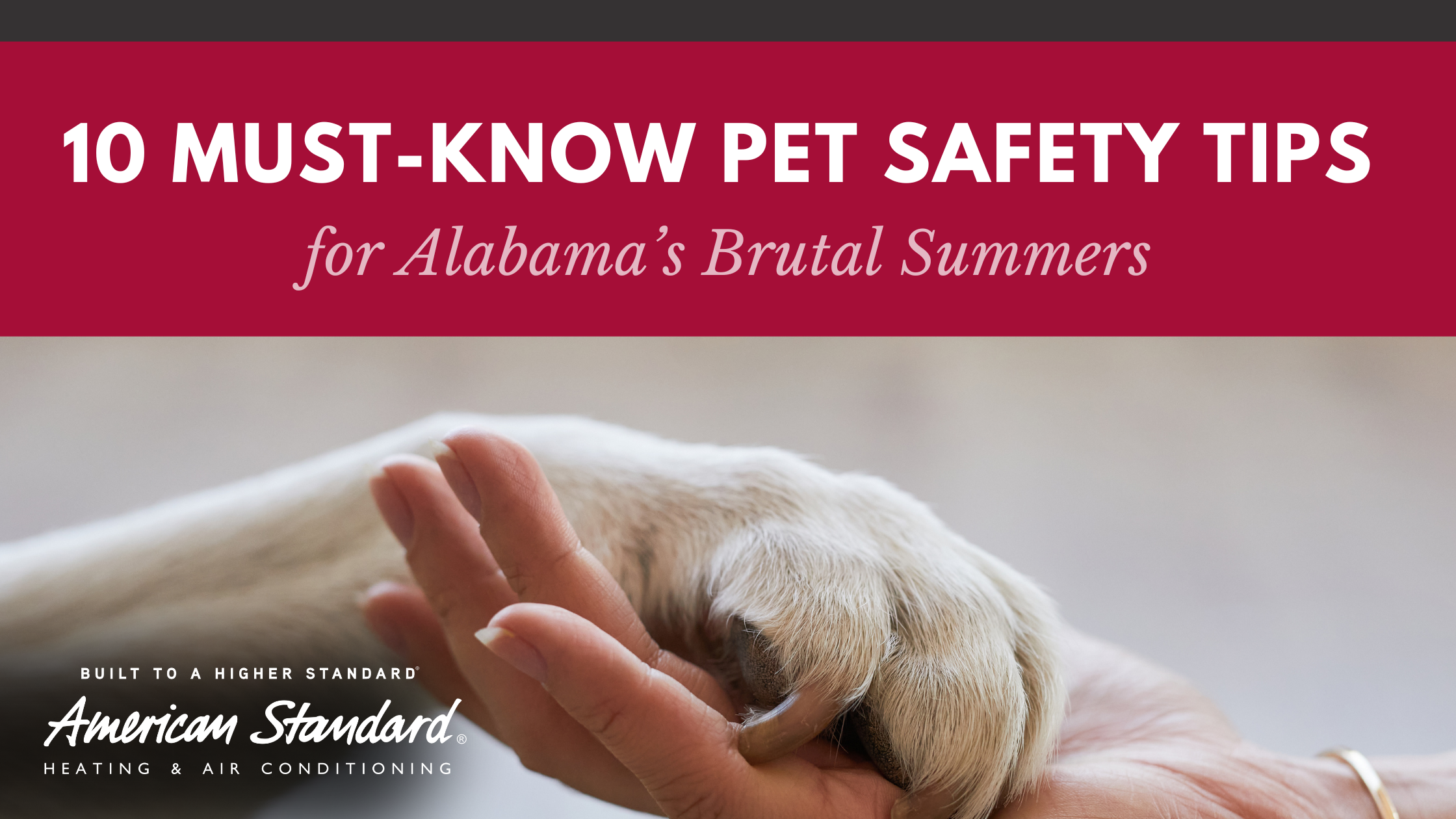10 Must-Know Pet Safety Tips for Surviving Alabama Summers