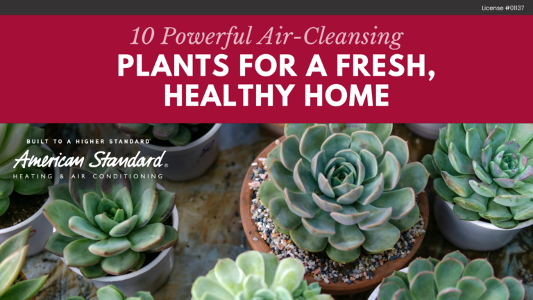 10 Powerful Air-Cleansing Plants for a Fresh, Healthy Home